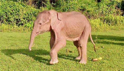 Rare white elephant born in Myanmar: state media .